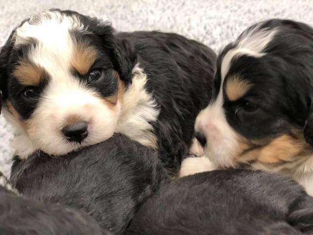 Gorgeous Mini Bernedoodles available for sale!
