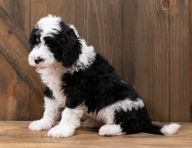 A picture of a Zeva, one of our Standard Sheepadoodles puppies that went to their home in Nebraska