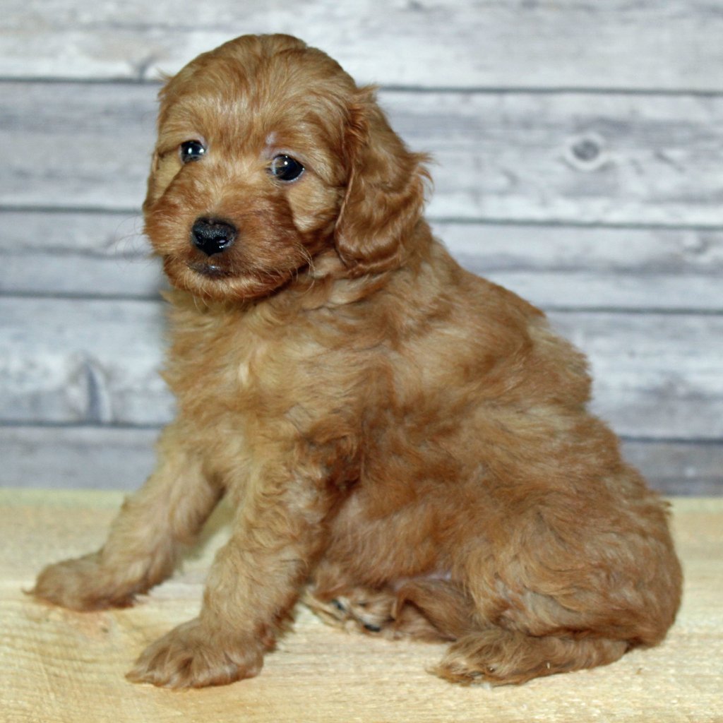 Yzma came from Scarlett and Murphy's litter of F2B Irish Goldendoodles