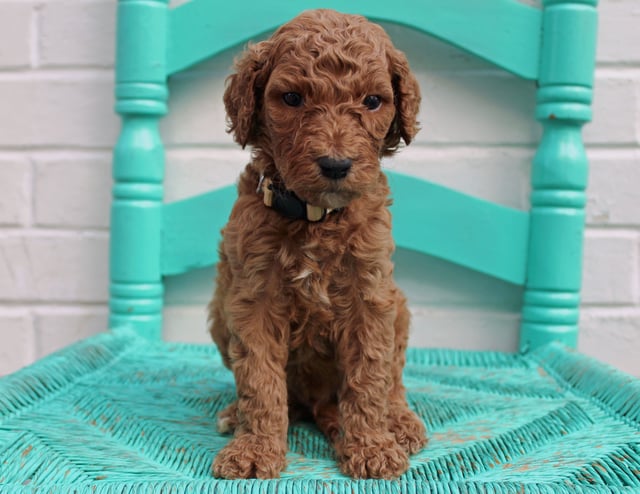 Another pic of our recent Irish Doodle litter