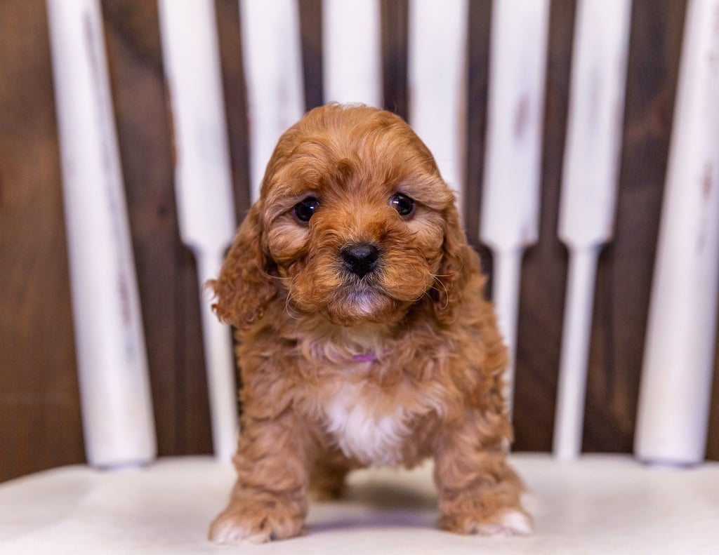 Uli came from Daisy and Taylor's litter of F1 Cavapoos
