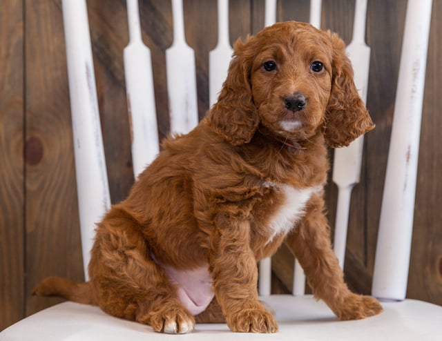 A picture of a Zara, one of our Mini Irish Doodles puppies that went to their home in Nebraska