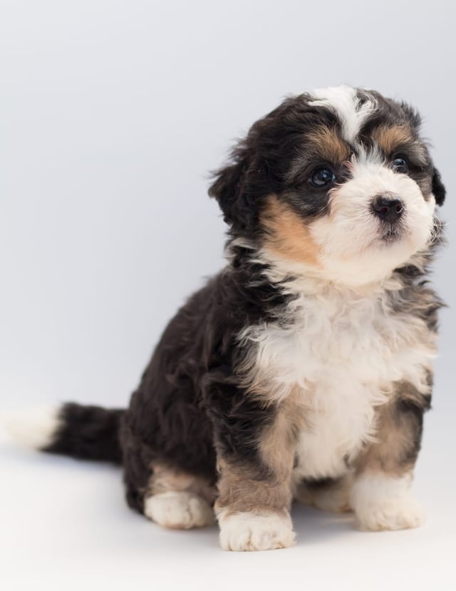 A picture of a Bell, a gorgeous  Bernedoodles for sale