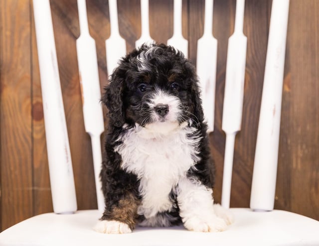 Isaac came from Della and Stanley's litter of F1 Bernedoodles