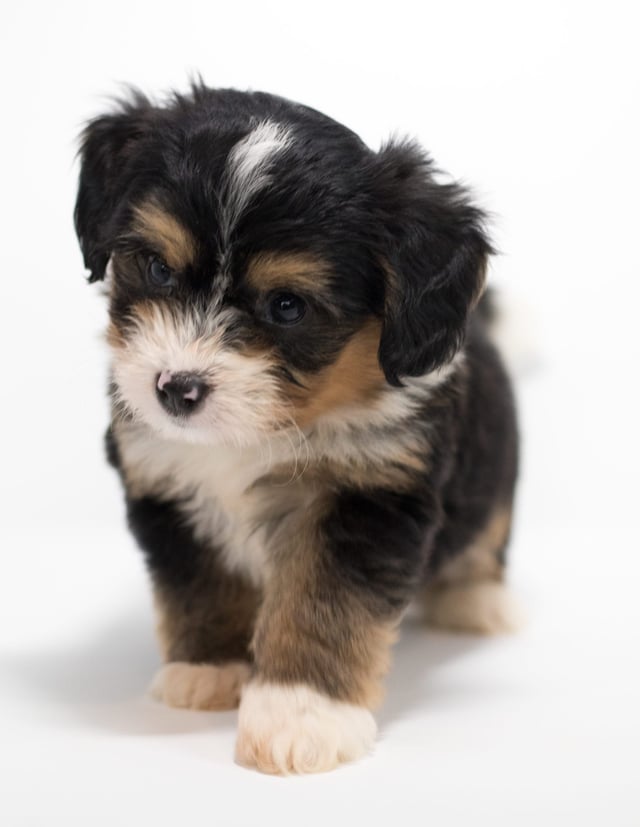 Another great picture of Fredi, a Bernedoodles puppy