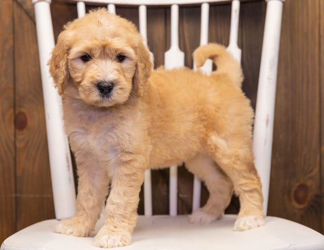 Sandy is an F1 Goldendoodle that should have  and is currently living in Wisconsin