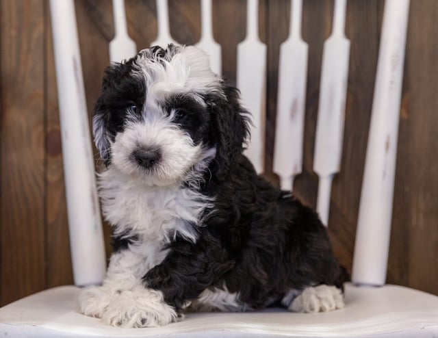 Yoyo is an F1 Sheepadoodle that should have  and is currently living in North Carolina