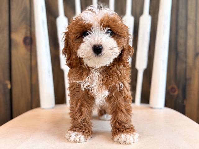 A picture of a Goldie, a gorgeous Petite Cavapoos for sale