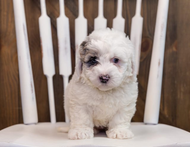 Annie came from Kaze and Grimm's litter of F1 Sheepadoodles