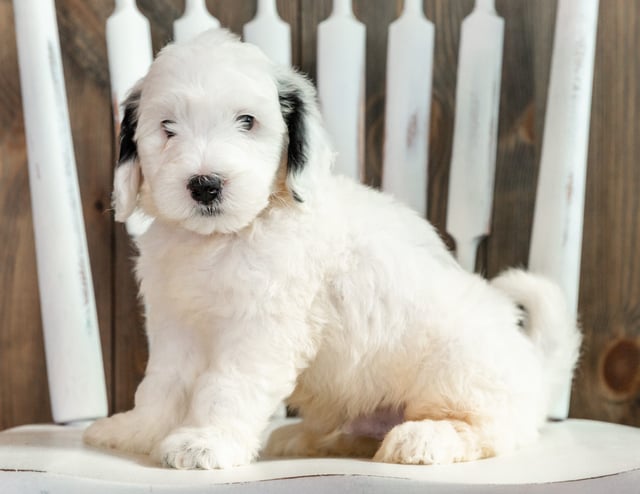 A picture of a Lowie, one of our Mini Sheepadoodles puppies that went to their home in Texas