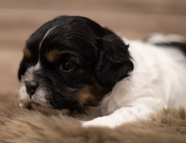 Another great picture of Jax, a Cavapoos puppy