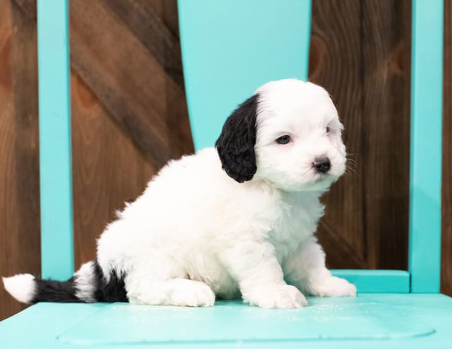 A picture of a Elmer, one of our Mini Sheepadoodles puppies that went to their home in Illinois