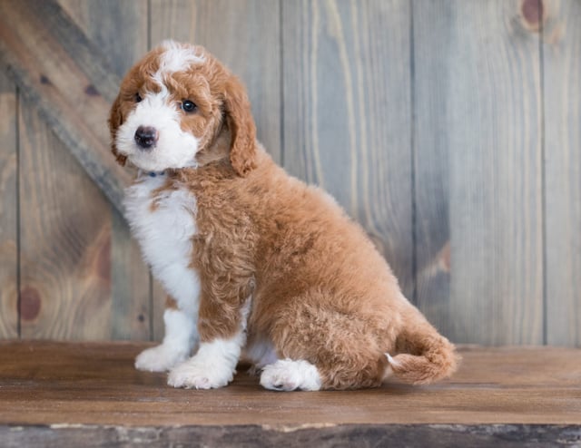 Baruk is an F1B Goldendoodle that should have  and is currently living in Michigan