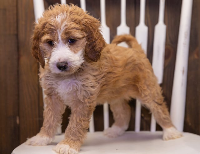 Zelda is an F1 Irish Doodle that should have  and is currently living in Connecticut