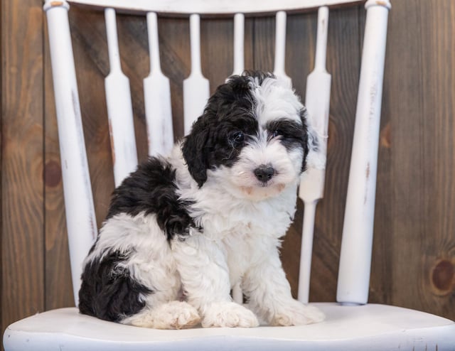 A picture of a Princess, one of our Mini Sheepadoodles puppies that went to their home in Massachusetts 