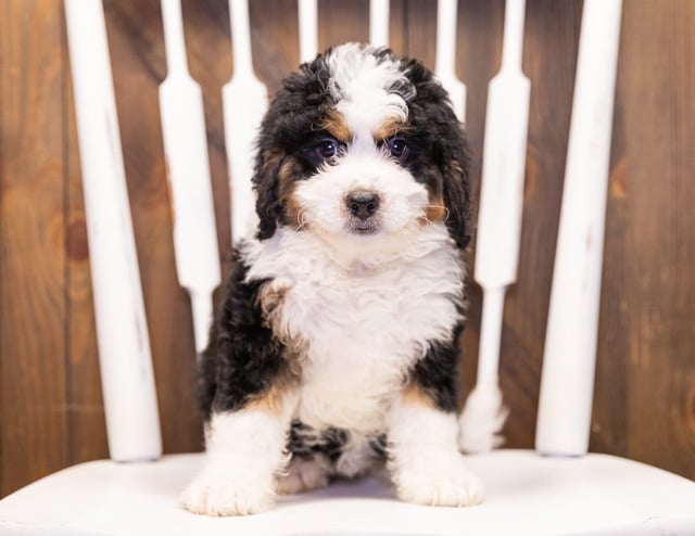 Ivory came from Della and Stanley's litter of F1 Bernedoodles