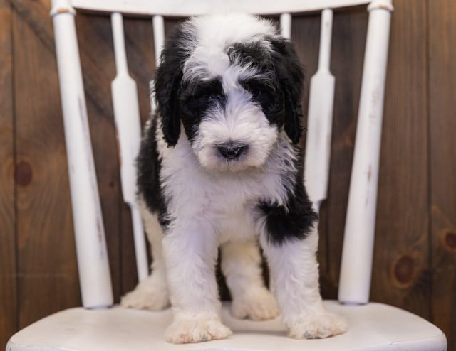 Bart came from Annie and Merlin's litter of F1 Sheepadoodles