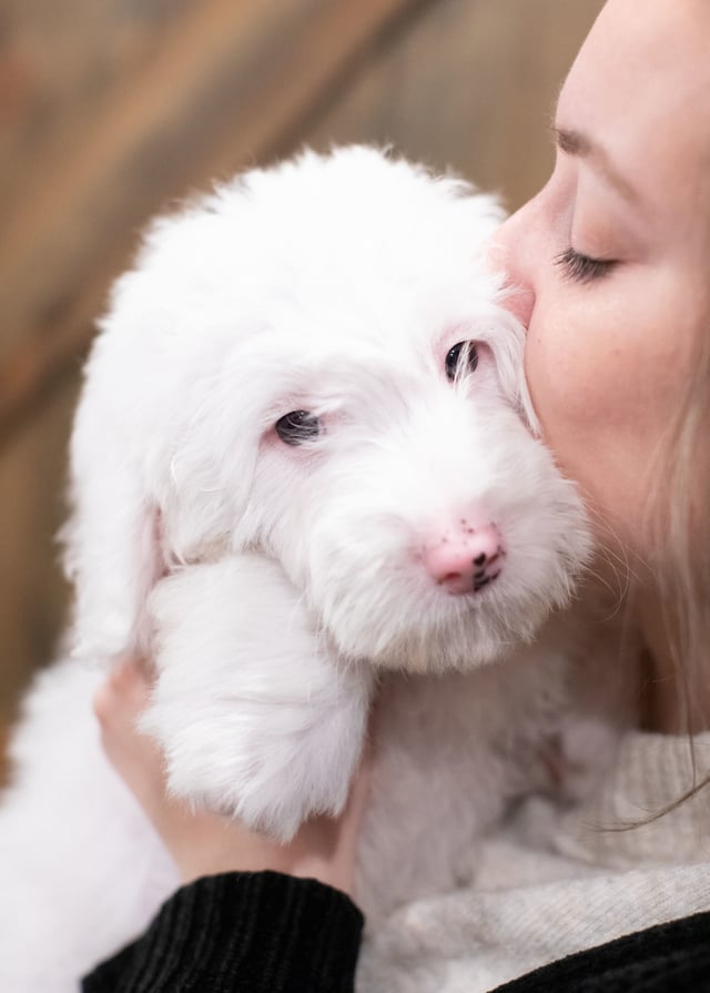 A picture of a Easton, one of our Mini Sheepadoodles puppies that went to their home in Ohio