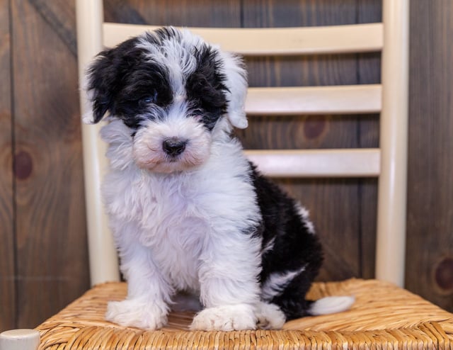 Nathan is an F1 Sheepadoodle that should have  and is currently living in Nebraska