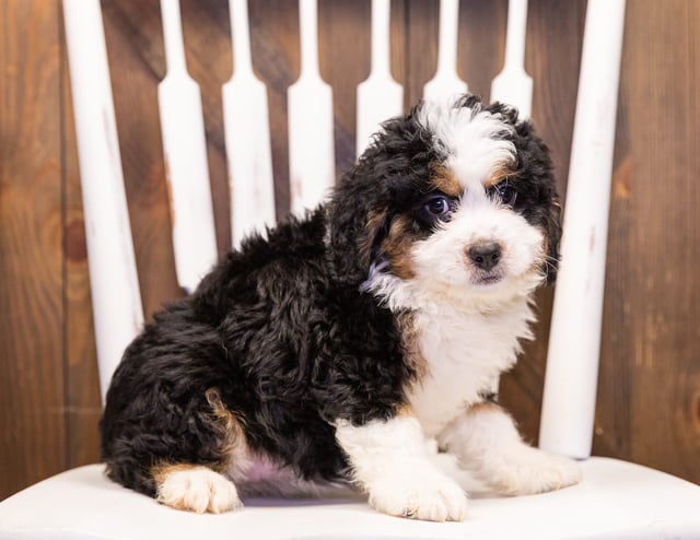 A picture of a Ivory, one of our Mini Bernedoodles puppies that went to their home in Minnesota