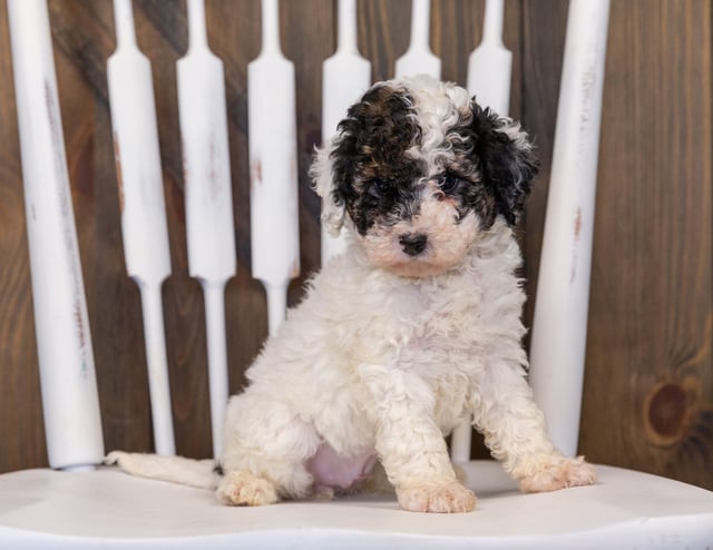 A picture of a Gabby, one of our Mini Poodles puppies that went to their home in Minnesota