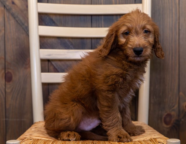 Gorgeous Mini Goldendoodles available for sale!