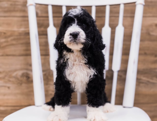 Sky is an F1 Bernedoodle that should have  and is currently living in Iowa