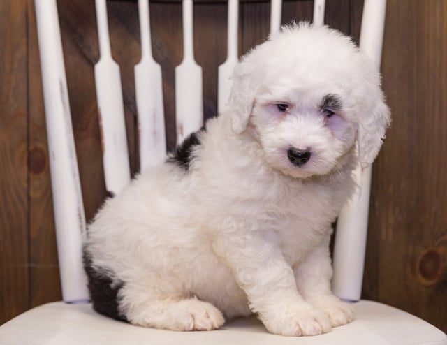 A picture of a Neala, one of our Standard Sheepadoodles puppies that went to their home in New Mexico