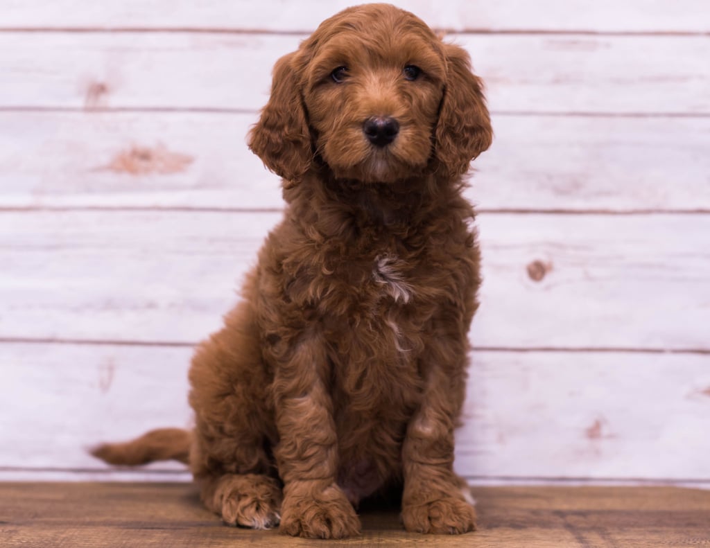 A picture of a Hickory, one of our Mini Goldendoodles puppies that went to their home in Missouri