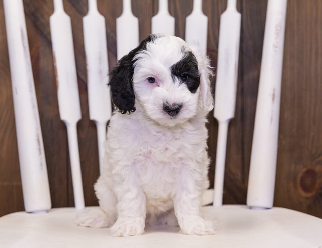 Colt came from Harlee and Parker's litter of F1B Sheepadoodles