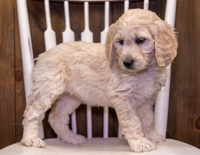 A picture of a Tabby, one of our Standard Goldendoodles puppies that went to their home in Nebraska