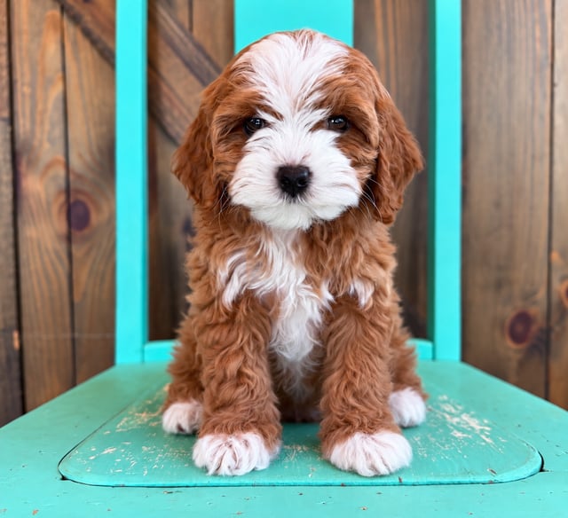 A picture of a Goldie, a gorgeous Petite Cavapoos for sale