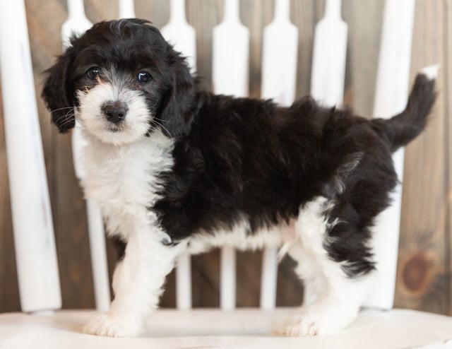 Imax came from Harlee and Bentley's litter of F1B Sheepadoodles