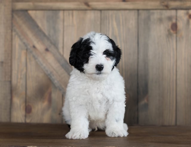 A picture of a Damper, one of our Mini Sheepadoodles puppies that went to their home in Alabama