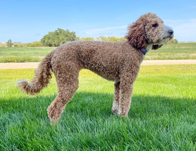 Zella is an F1 Goldendoodle and a mother here at Poodles 2 Doodles - Best Sheepadoodle and Goldendoodle Breeder in Iowa