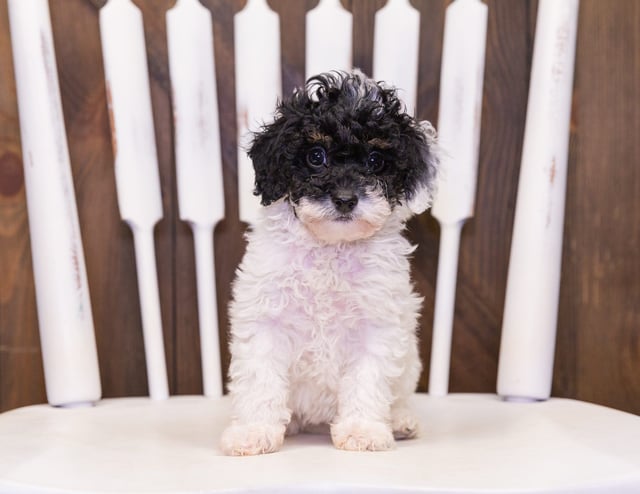 Gracie came from Tessa and Ozzy's litter of  Poodles