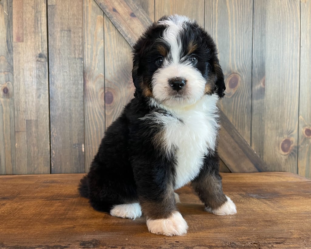 Zadane came from Della and Bentley's litter of F1 Bernedoodles