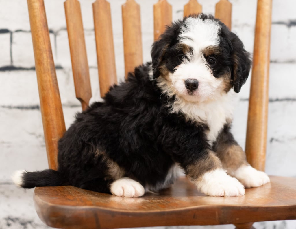 Another great picture of Peta, a Bernedoodles puppy