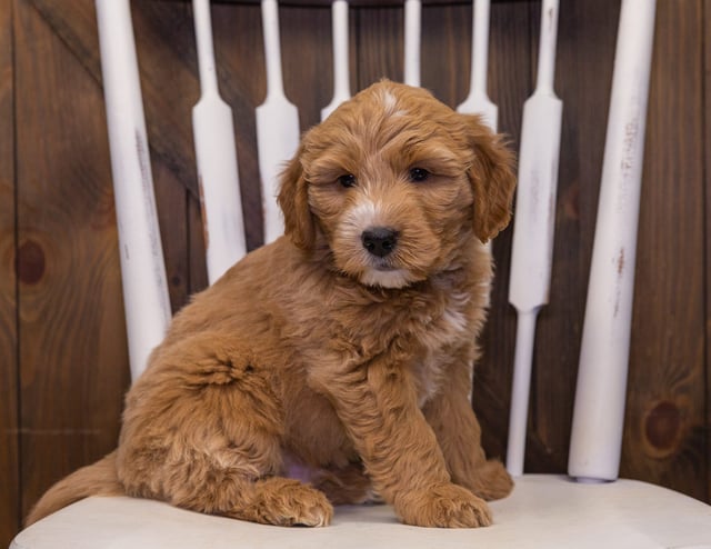 A picture of a Jaxx, one of our Mini Goldendoodles puppies that went to their home in Minnesota
