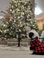 An excellent picture of a Micro Sheepadoodle puppy to show perspective on size