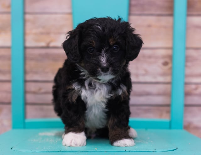 A picture of a Lego, one of our Mini Bernedoodles puppies that went to their home in Florida