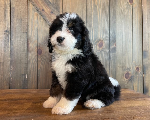 Zelda is an F1 Bernedoodle that should have  and is currently living in Iowa