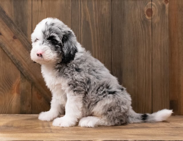 Another pic of our recent Sheepadoodle litter