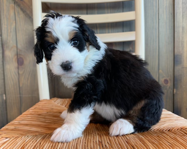 Jacklyn came from Della and Sawyer's litter of F1 Bernedoodles