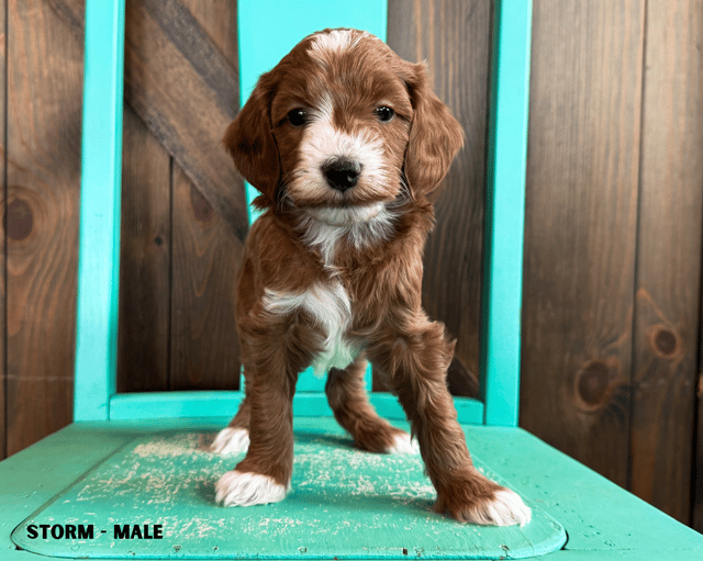 A picture of a Storm, a gorgeous Mini Goldendoodles for sale