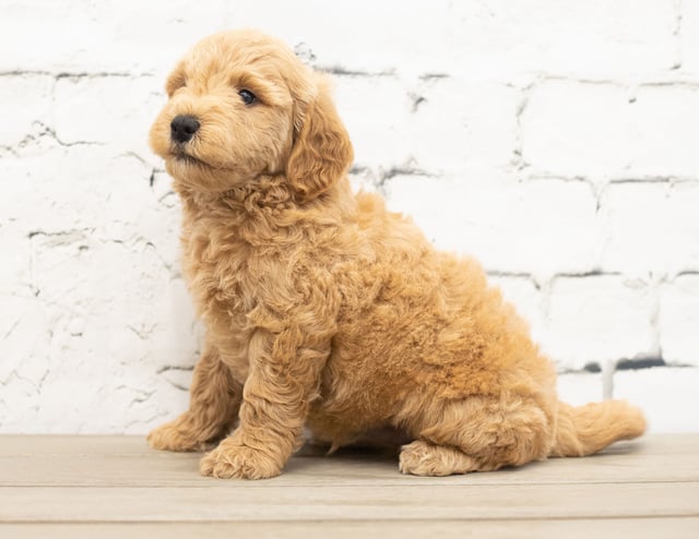 Yac is an F1 Goldendoodle for sale in Iowa.