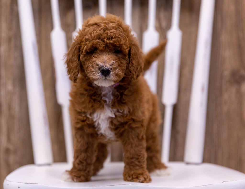 A picture of a Gabbie, one of our Mini Poodles puppies that went to their home in Iowa