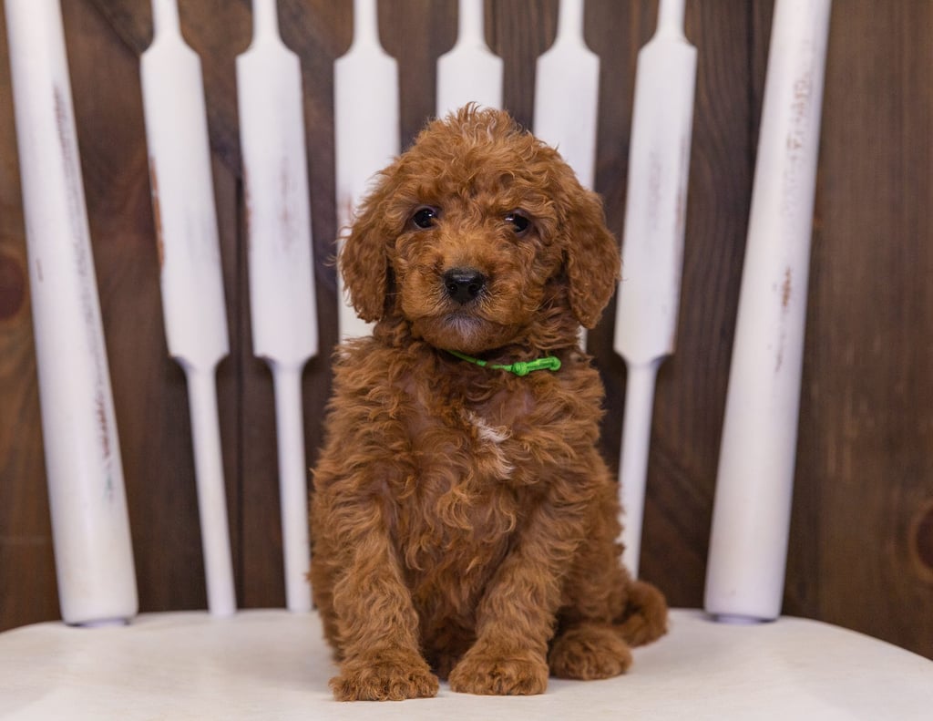 Oscar came from LuLu and Teddy's litter of F2B Goldendoodles