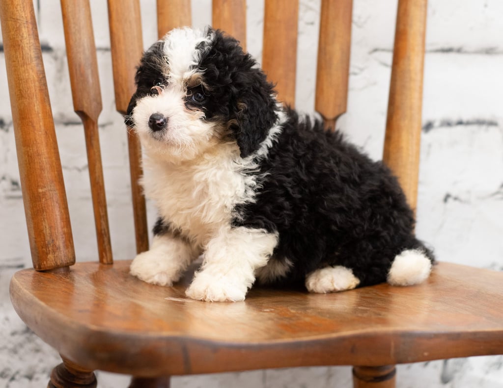 A picture of a Pello, one of our Mini Bernedoodles for sale