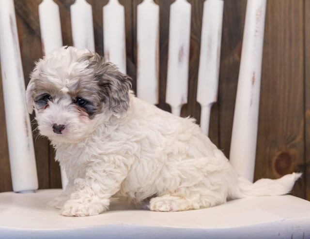 Quix is an F1B Sheepadoodle that should have  and is currently living in Minnesota